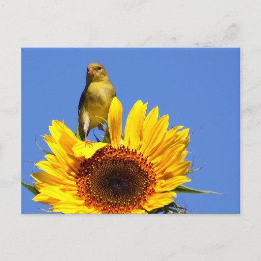Carte Postale Goldfinch américain sur tournesol (Devant)