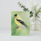 Carte postale "Goldfinch" Bird Art (Debout devant)