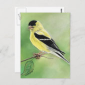 Carte postale "Goldfinch" Bird Art (Devant / Derrière)