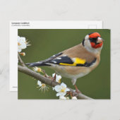 Carte Postale Goldfinch (Carduelis carduelis) (Devant / Derrière)