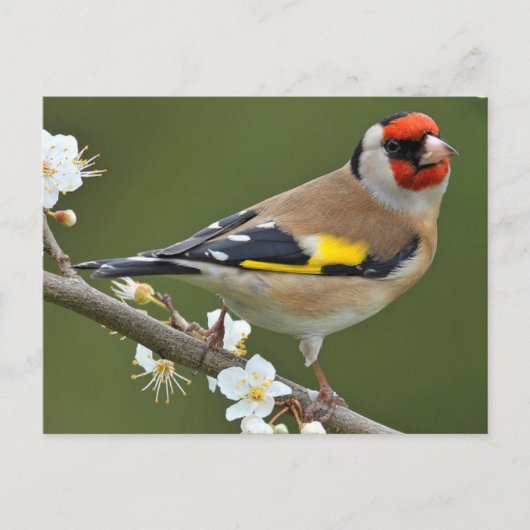 Carte Postale Goldfinch (Carduelis carduelis) (Devant)