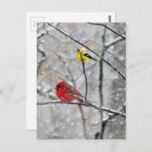 Carte Postale Goldfinch Et Cardinal (Devant / Derrière)