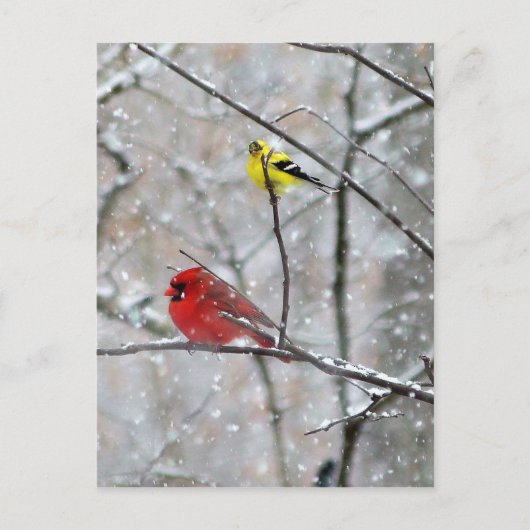 Carte Postale Goldfinch Et Cardinal (Devant)