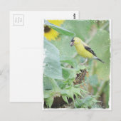 Carte Postale Goldfinch Grunge (Devant / Derrière)