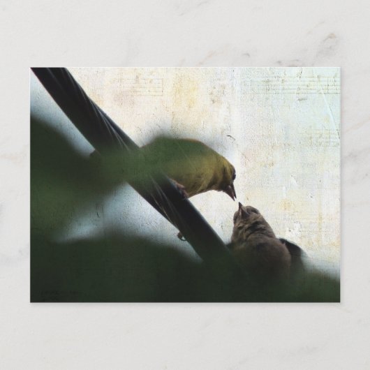 Carte Postale Goldfinch Nourrit Chick (Devant)