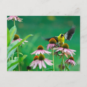 Carte Postale Goldfinch (Spinus tristis) Atterrissage sur un con