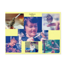 Carte postale Goldfinch Story 1973