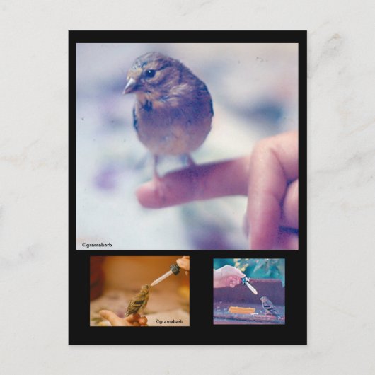 Carte postale Goldfinch Story secourue (Devant)