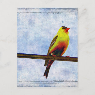 Carte Postale Goldfinch sur ligne électrique