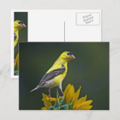 Carte Postale Goldfinch sur tournesol (Devant / Derrière)