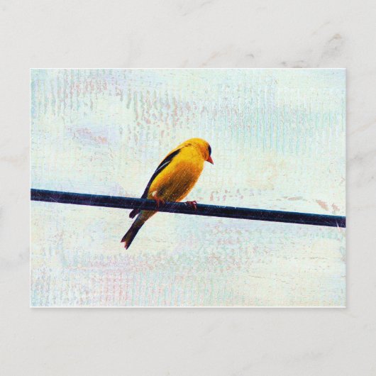 Carte Postale Goldfinch sur une ligne électrique (Devant)