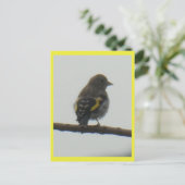 Carte postale Goldfinch Young do-it-yourself (Debout devant)
