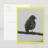 Carte postale Goldfinch Young do-it-yourself (Devant / Derrière)