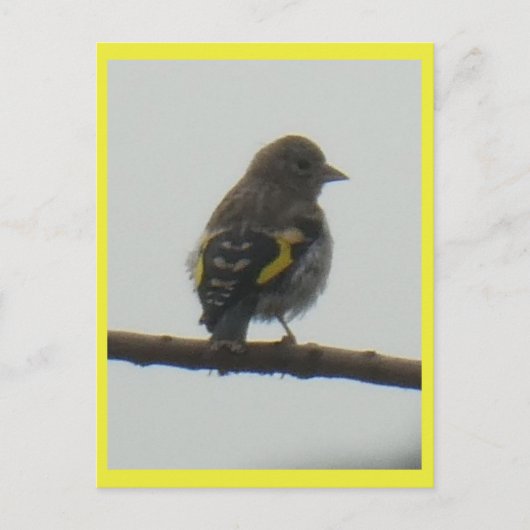Carte postale Goldfinch Young do-it-yourself (Devant)