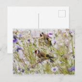 Carte Postale Goldfinches (Devant / Derrière)
