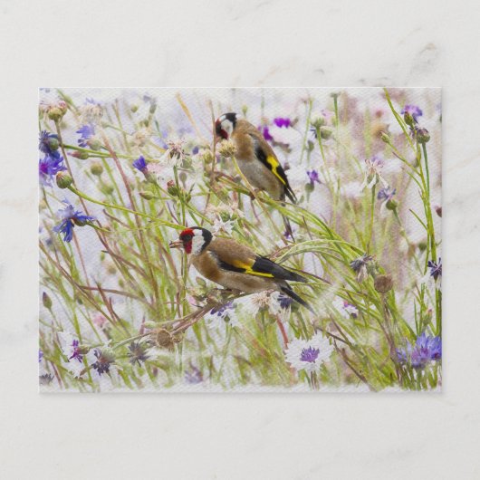 Carte Postale Goldfinches (Devant)