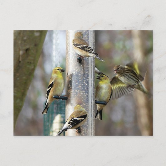 Carte Postale Goldfinches au chargeur (Devant)