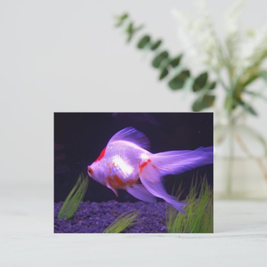 Carte postale Goldfish (Debout devant)