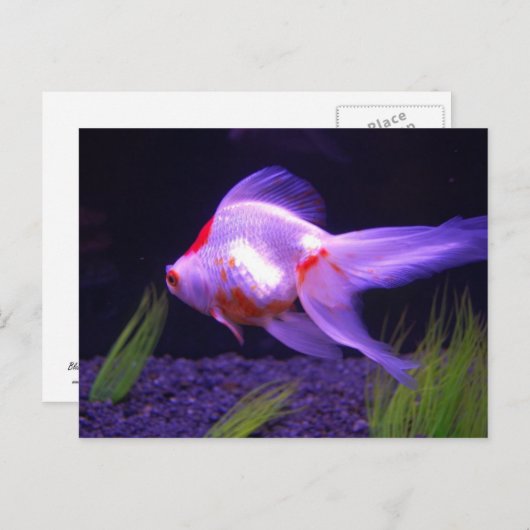 Carte postale Goldfish (Devant / Derrière)