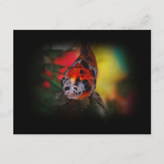 Carte postale Goldfish colorée (Devant)