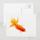 Carte Postale Goldfish, vue aérienne (Devant / Derrière)