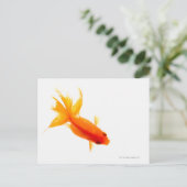 Carte Postale Goldfish, vue aérienne (Debout devant)