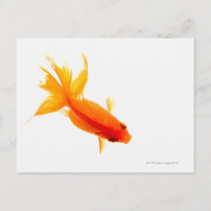 Carte Postale Goldfish, vue aérienne