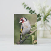 Carte postale Goldie (Debout devant)