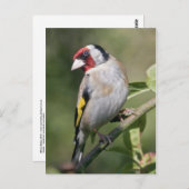 Carte postale Goldie (Devant / Derrière)