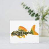 Carte postale Goldy Sunshine Pleco (Debout devant)