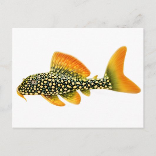 Carte postale Goldy Sunshine Pleco (Devant)
