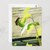 Carte Postale Golfinch et tournesol (Devant / Derrière)