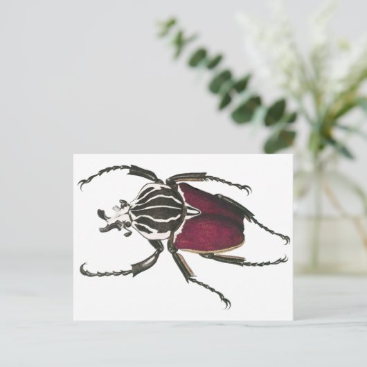 Carte Postale Goliath Beetle (Debout devant)