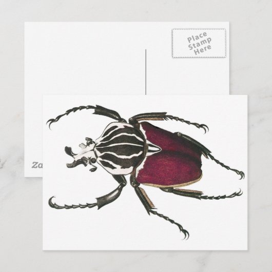 Carte Postale Goliath Beetle (Devant / Derrière)