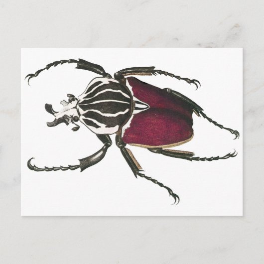 Carte Postale Goliath Beetle (Devant)