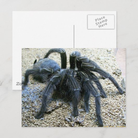Carte postale Goliath Tarantula (Devant / Derrière)