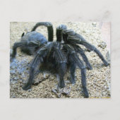 Carte postale Goliath Tarantula (Devant)