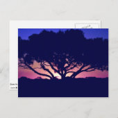 Carte Postale Gomme, Outback, Australie (Devant / Derrière)