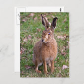 Carte postale Good Hare Day (Devant / Derrière)