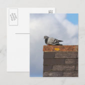 Carte Postale Good Morning Pigeon (Devant / Derrière)