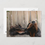 Carte postale Goofy Gordon Setter (Devant / Derrière)