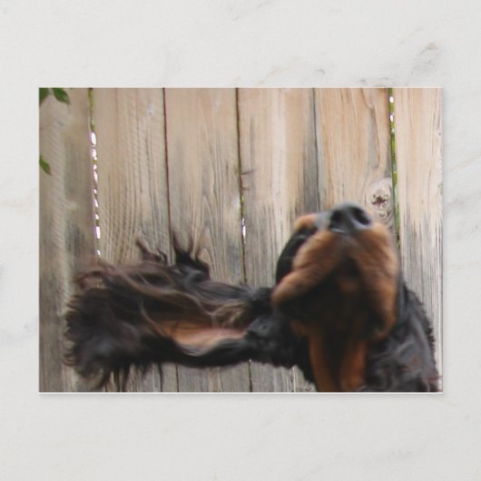 Carte postale Goofy Gordon Setter (Devant)