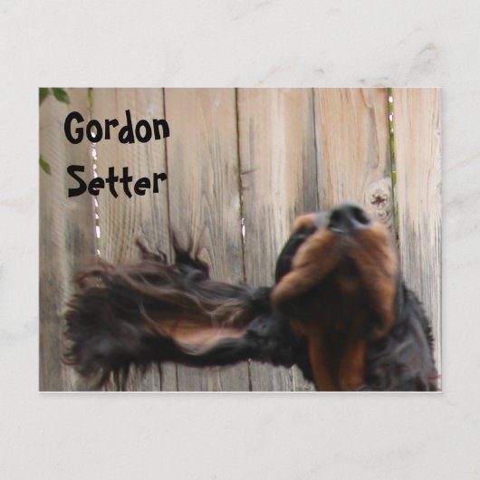 Carte postale Goofy Gordon Setter (Devant)