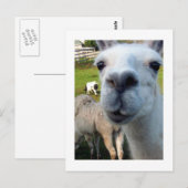 Carte postale Goofy Llama (Devant / Derrière)