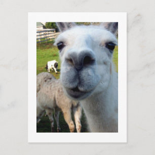 Carte postale Goofy Llama