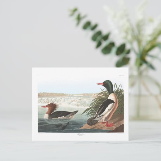 Carte Postale Goosander d'Audubon (Debout devant)