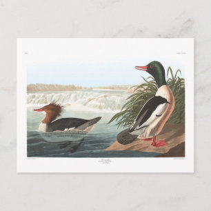 Carte Postale Goosander d'Audubon