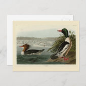 Carte Postale Goosander (Merganser commun) Oiseaux d'Audubon (Devant / Derrière)
