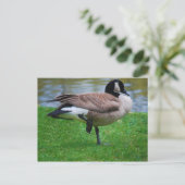 Carte postale Goose (Debout devant)