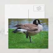 Carte postale Goose (Devant / Derrière)